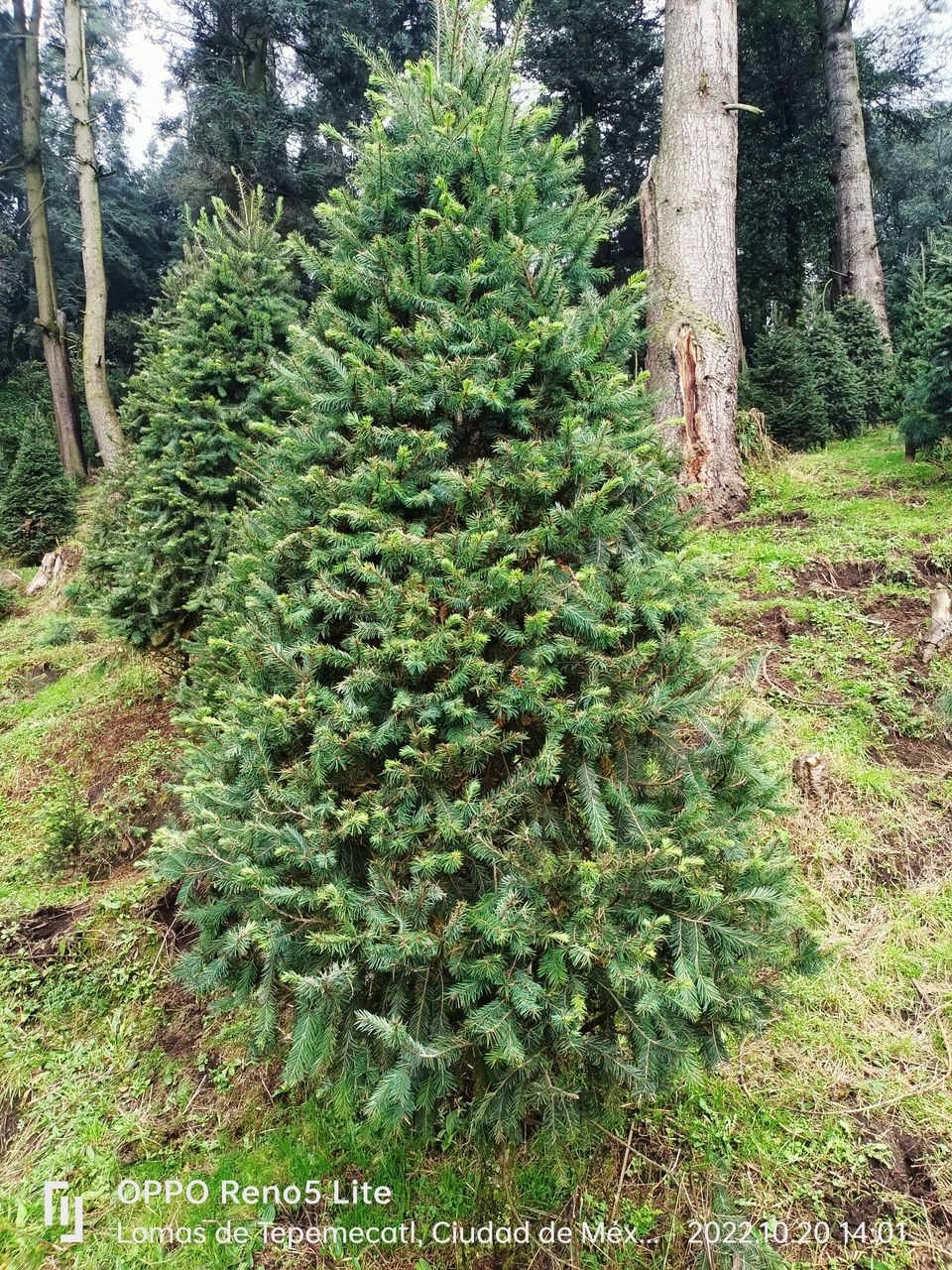 Dónde comprar árboles de Navidad naturales en la CDMX?
